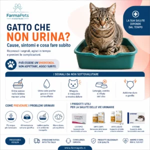 Gastroenterite nel gatto: cause, sintomi e terapie